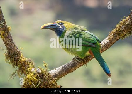 Blaukehlkännchen, Aulacorhynchus caeruleogularis, Einzelvogel hoch oben im Baum, Savegre, Costa Rica, Mittelamerika Stockfoto