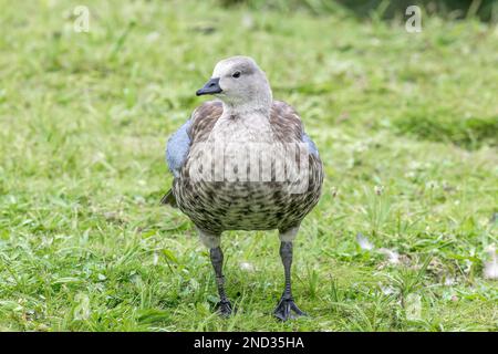 Blauflügelgans, Cyanoptera cyanoptera, allein in Gefangenschaft stehender Erwachsener auf kurzer Vegetation, Vereinigtes Königreich Stockfoto