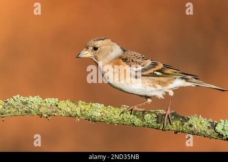 brambling, Fringilla montifringilla, alleinstehende Erwachsene Frau im Winter Gefieder hoch oben auf Zweig, Norfolk, England, Vereinigtes Königreich Stockfoto