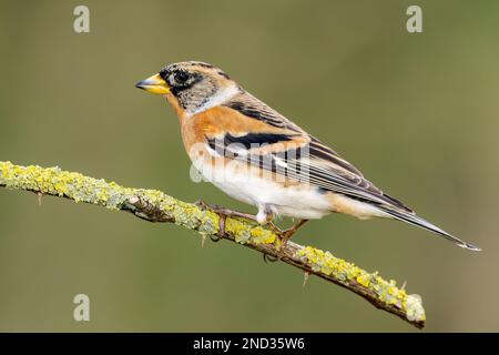 brambling, Fringilla montifringilla, alleinerziehender männlicher im Winter Gefieder hoch oben auf dem Zweig, Norfolk, England, Vereinigtes Königreich Stockfoto