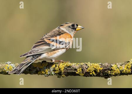 brambling, Fringilla montifringilla, alleinerziehender männlicher im Winter Gefieder hoch oben auf dem Zweig, Norfolk, England, Vereinigtes Königreich Stockfoto