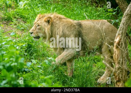 Junger männlicher asiatischer Löwe (Panthera leo persicus), der zur Fütterungszeit im Löwengehege im Edinburgh Zoo, Schottland, Großbritannien, nach Nahrung sucht Stockfoto