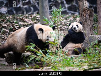 Chengdu, Chinas Provinz Sichuan. 15. Februar 2023. Riesenpandas fressen Bambus an der Dujiangyan Basis des China Conservation and Research Center for Giant Panda in Dujiangyan, Provinz Sichuan im Südwesten Chinas, 15. Februar 2023. Kredit: Wang Xi/Xinhua/Alamy Live News Stockfoto