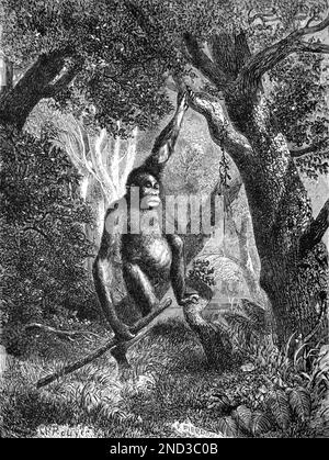Porträt des jungen Orang-Utan, Pongo Pygmaeus, der im tropischen Regenwald in Borneo oder Sumatra posiert. Vintage-Gravur oder Abbildung 1862 Stockfoto