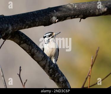 Nahaufnahme eines haarigen Spechers (Leuconotopicus villosus) auf einem Ast Stockfoto