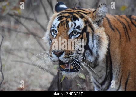 Nahaufnahme von Gesicht und Kopf eines männlichen wilden königlichen Bengalischen Tigers in einem Wald in Nordindien Stockfoto