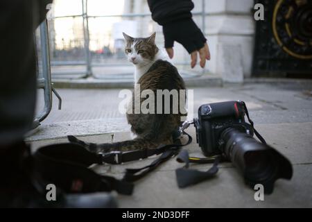 Larry, der Kater, in Downing Street, London, zum 12. Jahrestag der Ernennung zum Chefmouser des Kabinettsamtes. Stockfoto