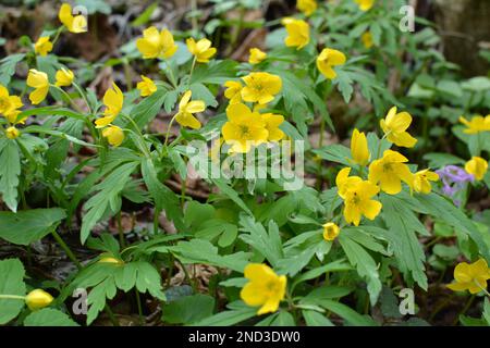 Im Frühling blüht im wilden Wald Anemongelb (Anemone ranunculoides). Stockfoto