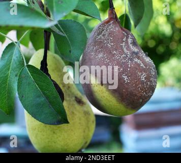 Birnenfrüchte sind mit dem Pilz Monilinia fructigena infiziert Stockfoto