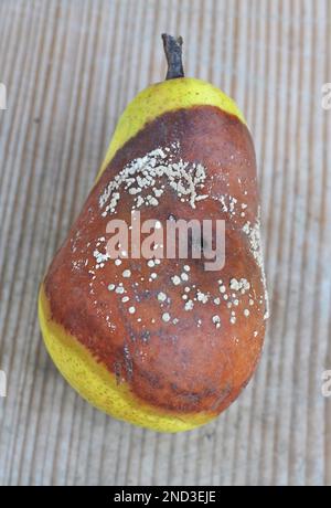 Birnenfrüchte sind mit dem Pilz Monilinia fructigena infiziert Stockfoto