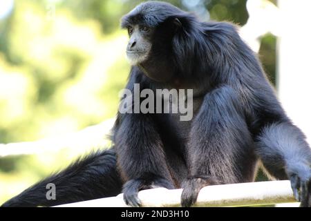 Siamang, ein arborealer, schwarz gefärbter Gibbon Stockfoto