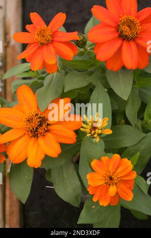 zinnia zahara Feuer Stockfoto