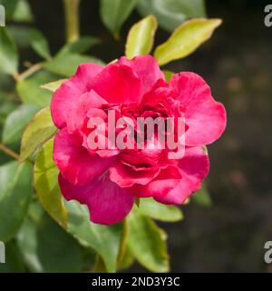 Roter Marronenstaub Rosa Elfenbein Rose Stockfoto