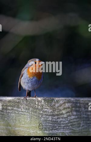 Europäisches Rotkehlchen (Erithacus rubecula), einfach bekannt als Rotkehlchen, im Stadtpark von Lyon Stockfoto