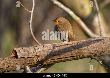 Europäisches Rotkehlchen (Erithacus rubecula), einfach bekannt als Rotkehlchen, im Stadtpark von Lyon Stockfoto