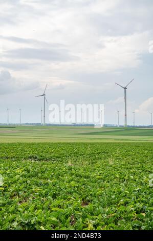 Windpark mit mehreren modernen Windturbinen für erneuerbare Energien, landwirtschaftliches Feld vorne, bewölkter Tag, Landschaft, vertikaler Schuss Stockfoto