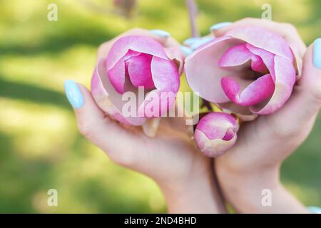 Magnolia-Frauenhände. Ein Mädchen, das im Frühling im Park blühende Magnolienblumen hielt Stockfoto