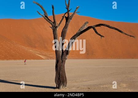 Tote Bäume in getrockneten Lehmpfanne, Namib-Naukluft-Nationalpark, Namibia Stockfoto