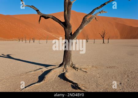 Tote Bäume in getrockneten Lehmpfanne, Namib-Naukluft-Nationalpark, Namibia Stockfoto