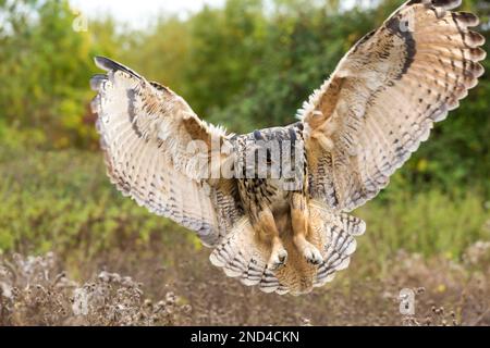 Adlereule im Flug, Großbritannien Stockfoto