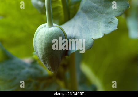 Wilde große Mohnblume, die im Garten wächst. Stockfoto