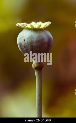 Wilde große Mohnblume, die im Garten wächst. Stockfoto