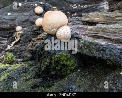 Ein Haufen Puffkugeln an der Seite eines toten Baumes Stockfoto