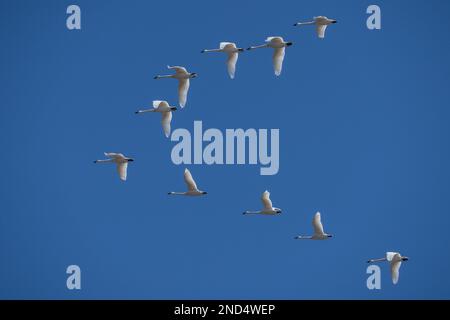 Tundra Swan (Cygnus columbianus) gegen einen blauen Himmel über dem Middle Creek Nature Reserve in Lancaster County, Pennsylvania Stockfoto