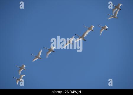 Tundra Swan (Cygnus columbianus) gegen einen blauen Himmel über dem Middle Creek Nature Reserve in Lancaster County, Pennsylvania Stockfoto