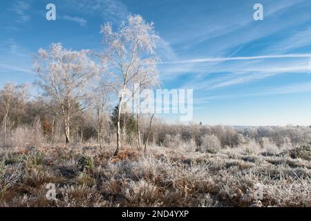 Ansicht von Heifrost, Hoar Frost, Iping Common, Sussex, UK, Januar, Landschaft, Silberbirnen, betula Pendula. Heidekraut. Tieflandheide Stockfoto