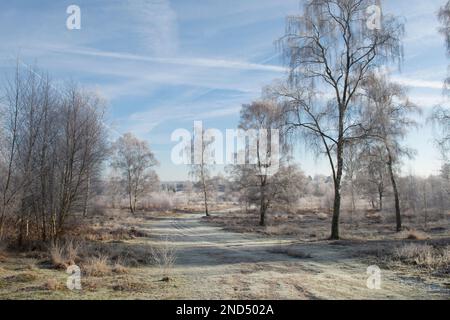 Ansicht von Heifrost, Hoar Frost, Iping Common, Sussex, UK, Januar, Landschaft, Silberbirnen, betula Pendula. Heidekraut. Tieflandheide Stockfoto