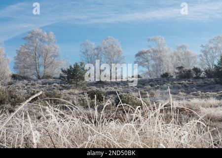 Ansicht von Heifrost, Hoar Frost, Iping Common, Sussex, UK, Januar, Landschaft, Silberbirnen, betula Pendula. Heidekraut. Tieflandheide Stockfoto