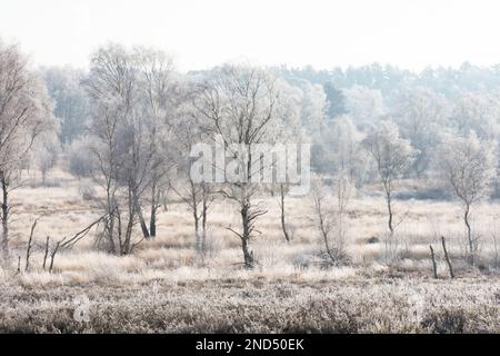 Ansicht von Heifrost, Hoar Frost, Iping Common, Sussex, UK, Januar, Landschaft, Silberbirnen, betula Pendula. Heidekraut. Tieflandheide Stockfoto