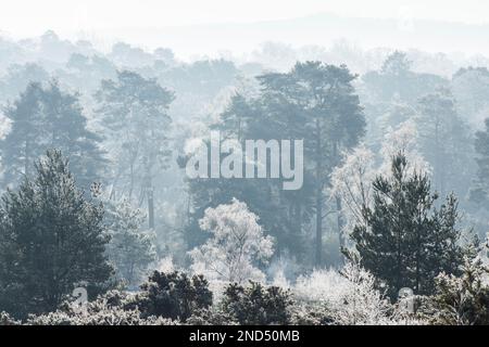 Landschaft von Holofrost am nebligen Morgen, Bäume, die durch Nebel in die Ferne zurückfallen, kalt, frostig, Iping Common, Sussex. Kiefern, Birken. Stockfoto