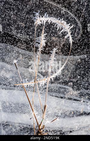 Interessantes Muster und Form von Gras und Frost, gefangen in gefrorenem Eis auf der Oberfläche von Pfütze, sprudelnd, Januar, Großbritannien Stockfoto