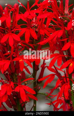 Die Lobelia cardinalis, eine Ansammlung von Kardinalblüten, befindet sich im Ferris Lake Wild Forest in den Adirondack Mountains im Bundesstaat New York Stockfoto