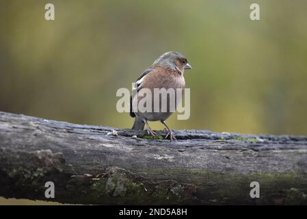 Nahaufnahme eines männlichen Gemeinen Chaffinch (Fringilla Coelebs) mit dem Kopf nach rechts gedreht, hoch oben auf einem horizontalen Baumstamm gegen Green Bokeh Stockfoto