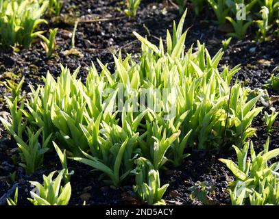 Frisches neues Winterlaub von Tageslilie oder Taglilie, Hemerocallis, in einem britischen Garten im Februar Stockfoto