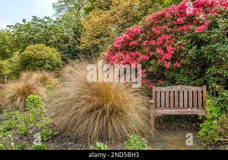 Geschützte Parkbank vor einem rosa Azalea Busch im 'The Garden House', Yelverton, Devon, England Stockfoto