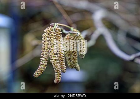 Katzen auf einem Hazel-Baum im Februar. Nahaufnahme. Stockfoto