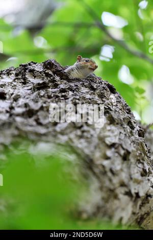 Graues Eichhörnchen (Sciurus carolinensis), Blick auf das Eichhörnchen, das aus der Höhle in einem im öffentlichen Park in Edinburgh, Schottland, wachsenden Nussbaum schaut Stockfoto