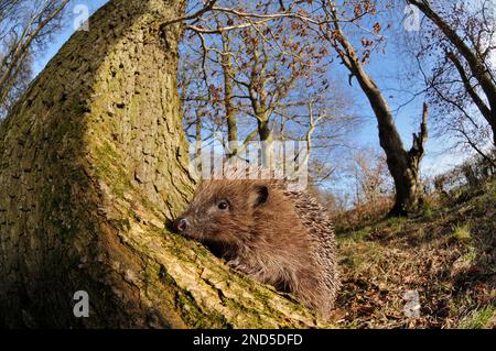 Igel (Erinaceus europaeus) auf Waldboden tagsüber, Berwickshire, Schottland, märz 2009 Stockfoto