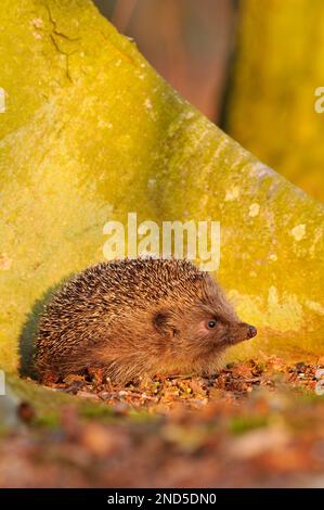 Igel ((Erinaceus europaeus)), die in Laubstreu am Fuß eines Buchenbaums in Richtung Sonnenuntergang suchen, Berwickshire, Schottische Grenzen, Schottland, März Stockfoto