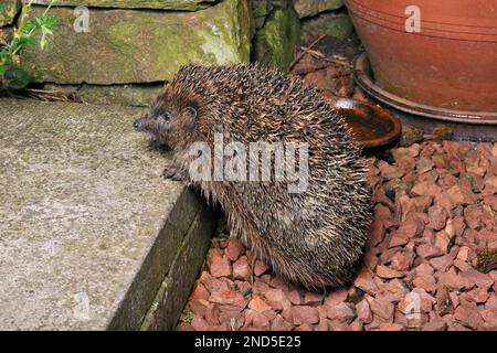 Igel (Erinaceus europaeus) in Garden Hunting for Food, Berwickshire, Scottish Borders, Schottland, August 2011 Stockfoto