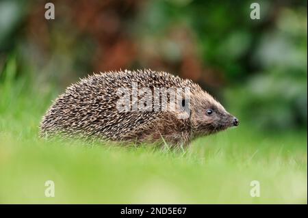 Igel (Erinaceus europaeus) auf Gartenrasen, Berwickshire, Schottland, März 2009 Stockfoto