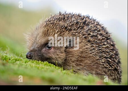 Igel (Erinaceus europaeus) auf Waldboden tagsüber, Berwickshire, Schottland, märz 2009 Stockfoto