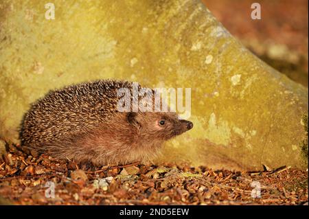 Igel (Erinaceus europaeus), der am Fuß eines Buchenbaums in Richtung Sonnenuntergang in Laubstreu forscht, Berwickshire, Schottland, märz Stockfoto