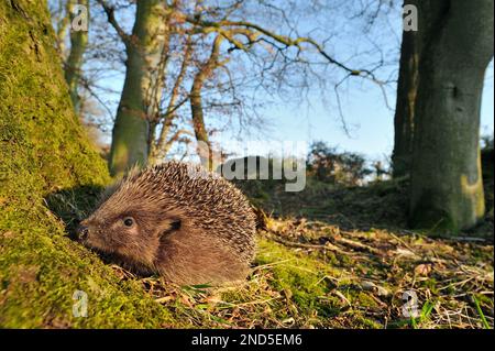 Igel (Erinaceus europaeus) on Woodland floor in daytime, Berwickshire, Scottish Borders, Scotland, März 2009 Stockfoto