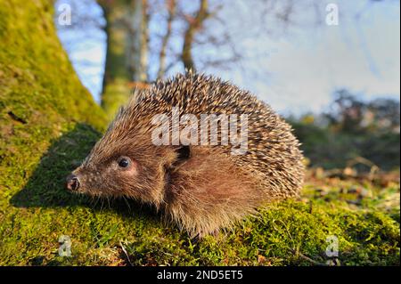 Igel (Erinaceus europaeus) auf Waldboden tagsüber, Berwickshire, Schottland, märz 2009 Stockfoto