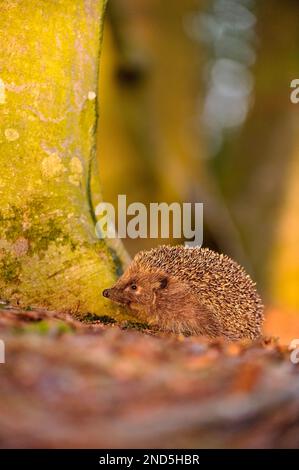 Igel (Erinaceus europaeus), der am Fuß eines Buchenbaums in Richtung Sonnenuntergang in Laubstreu forscht, Berwickshire, Schottland, April Stockfoto